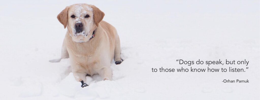 yellow-lab-in-snow